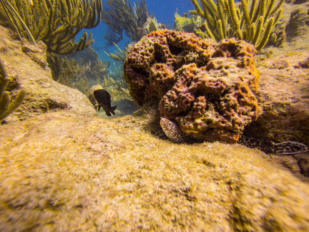 Spotted eel hidden in the rocks