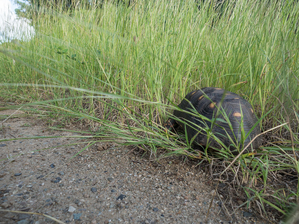 Tortoise walking through the grass