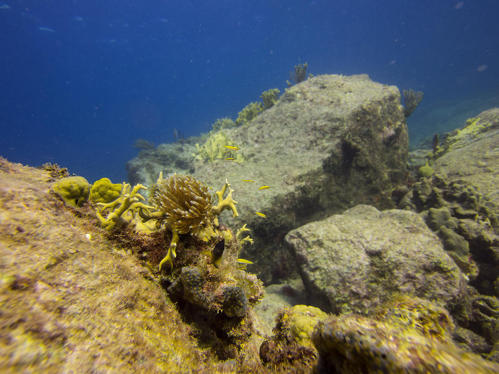 Corals and yellow fish