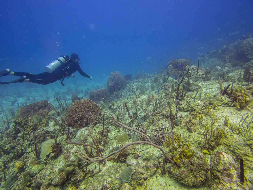 Pete diving over the corals and sponges