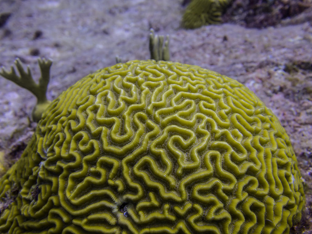 Brain coral