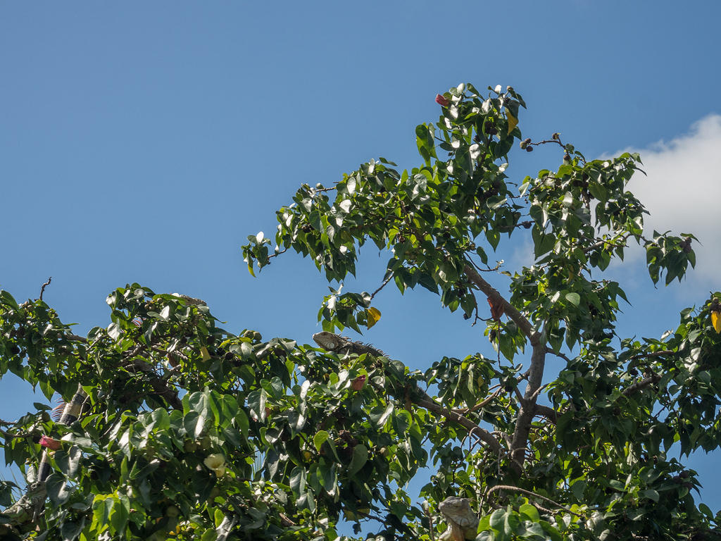 Lizards in a tree