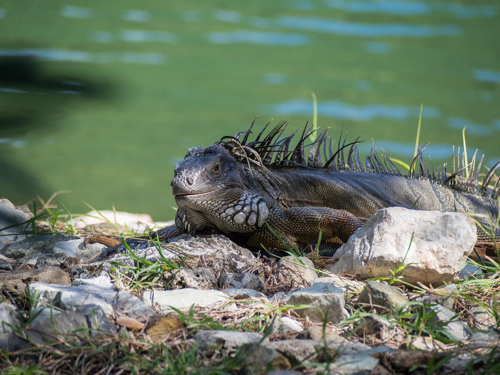 Lizard sunning itself