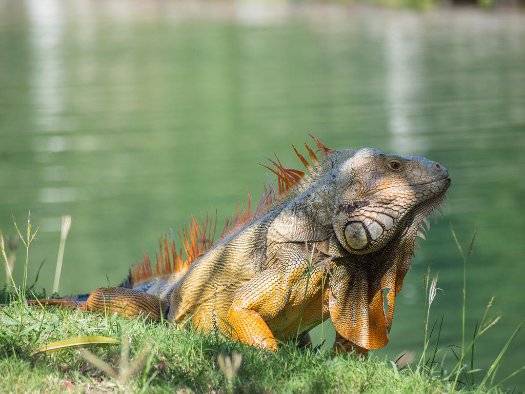 Lizard in the grass