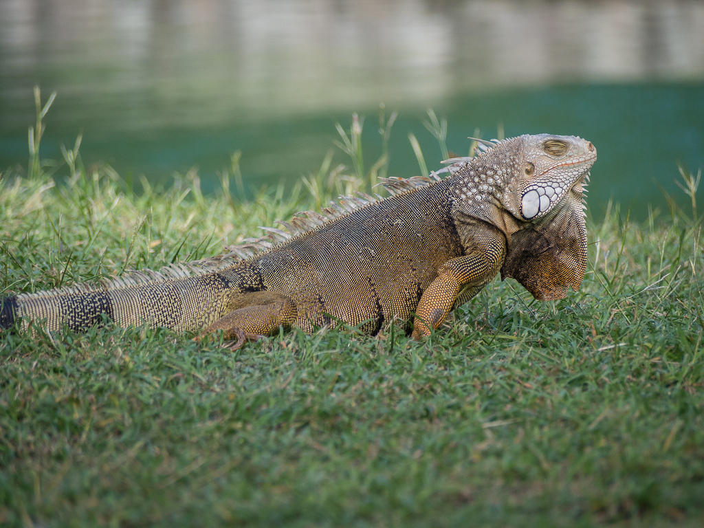 Lizard in the grass