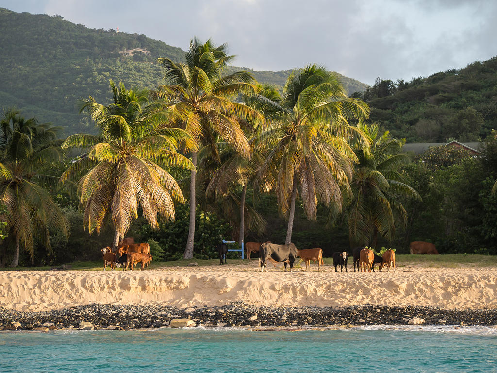 Happy Beach & cows