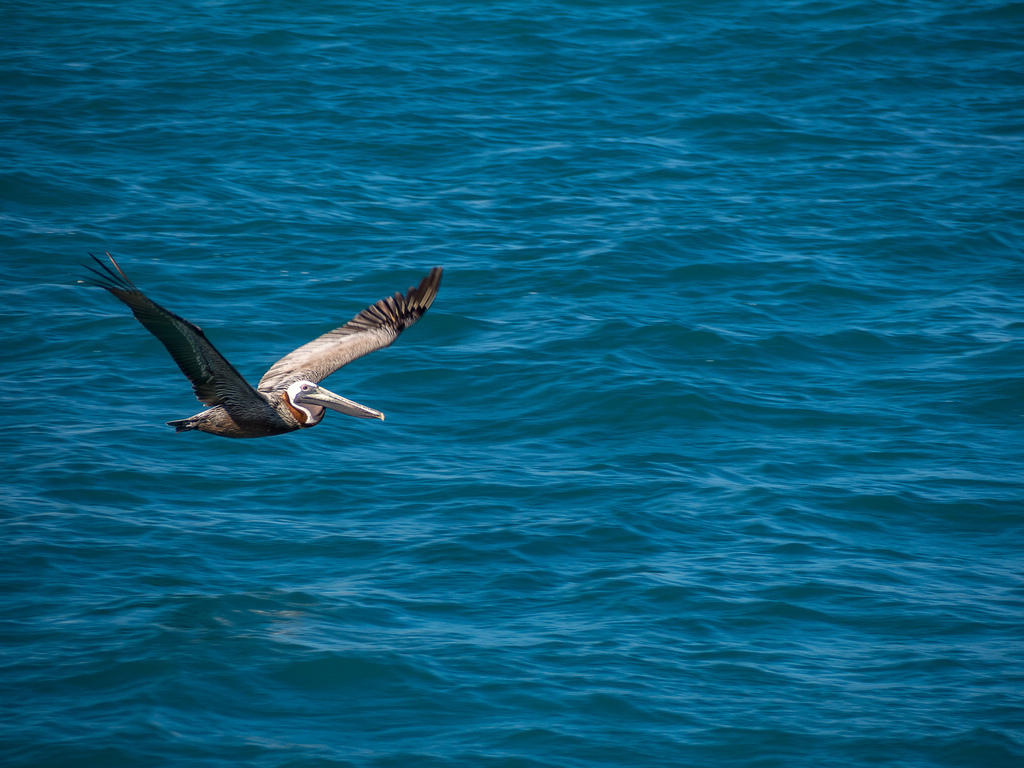 Pelican in flght