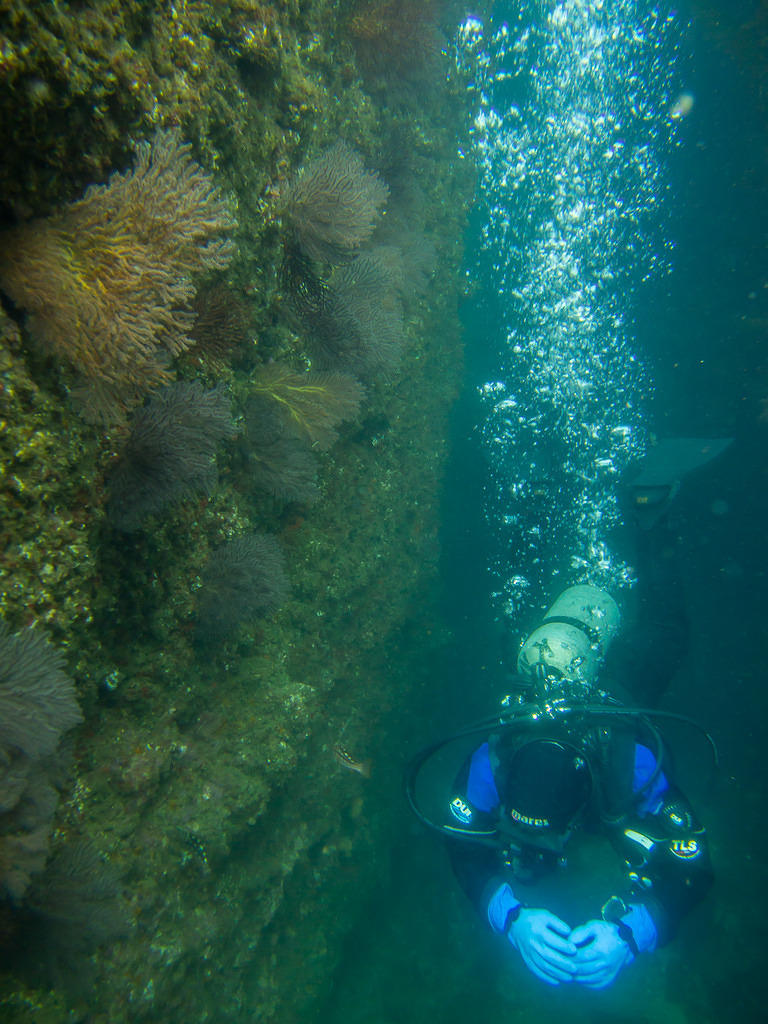 Mani and sea fans at Bird Rock