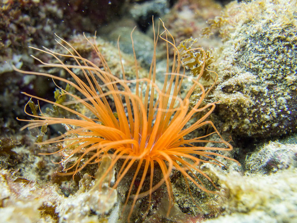 Orange tube-dwelling anemone