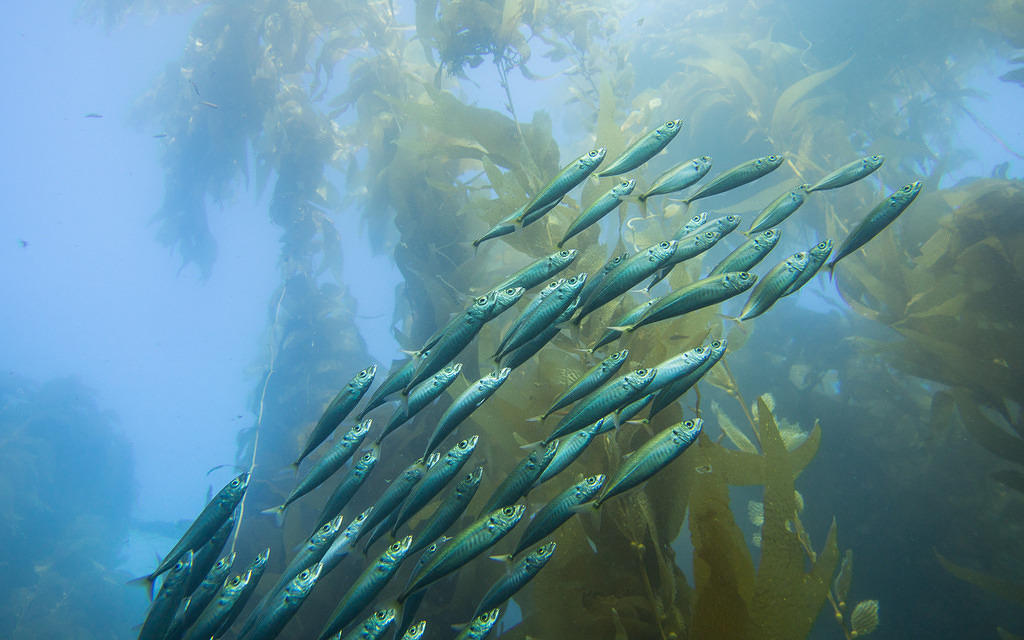 Mackerel and kelp