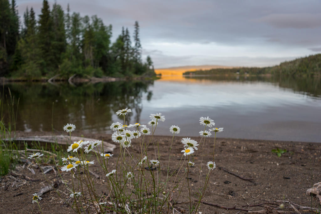 Lake daisies