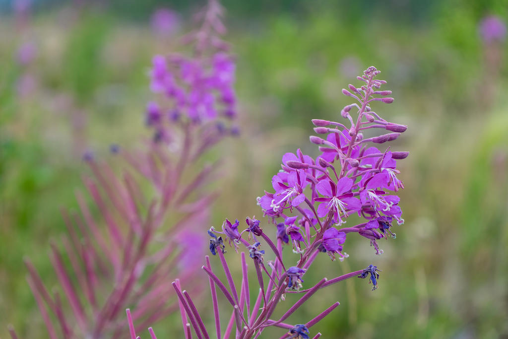 Fireweed