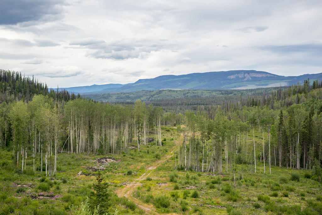 Logging road