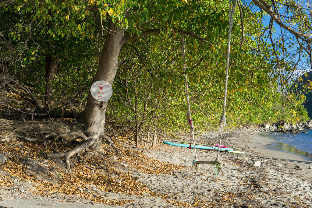 Swing under an  manchineel tree