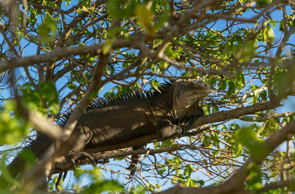 Iguana