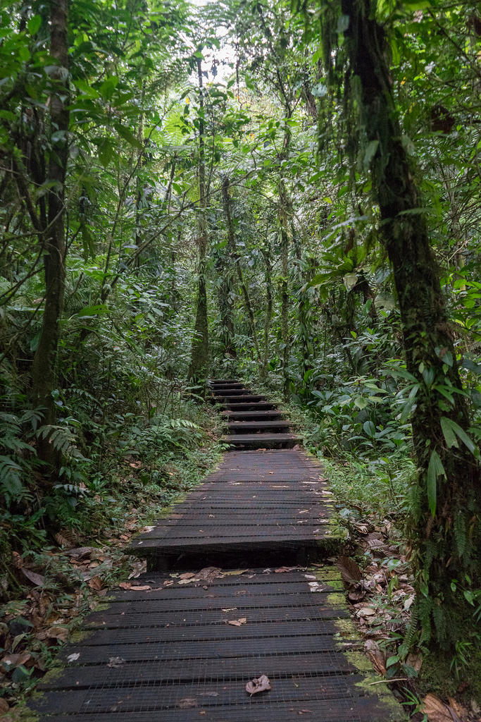 Rain forest pathway to Les Chutes du Carbet