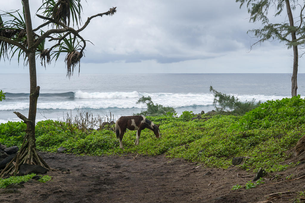 Pony surf