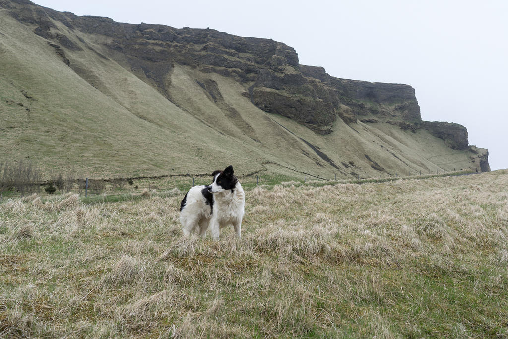 Dog near Reynisfjara