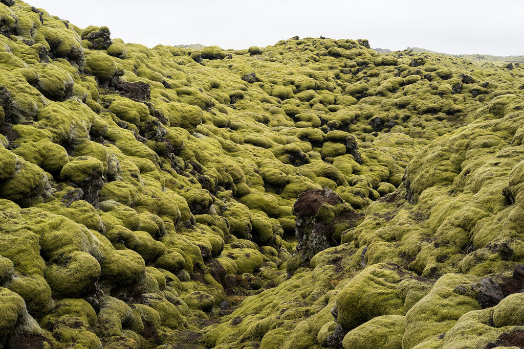 Moss covered lava field