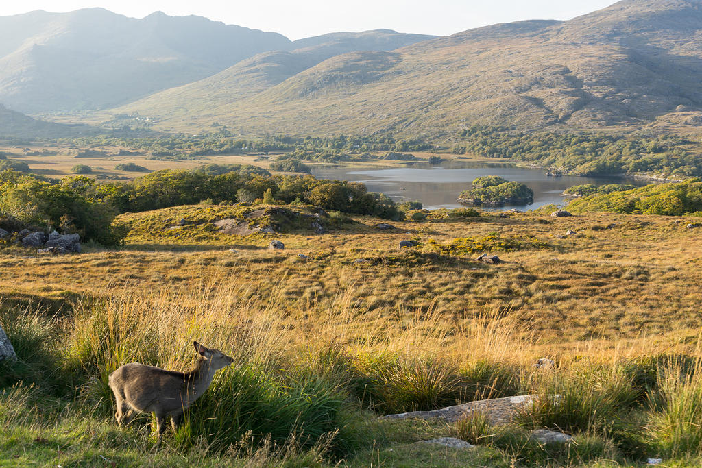 Deer at Ladies View