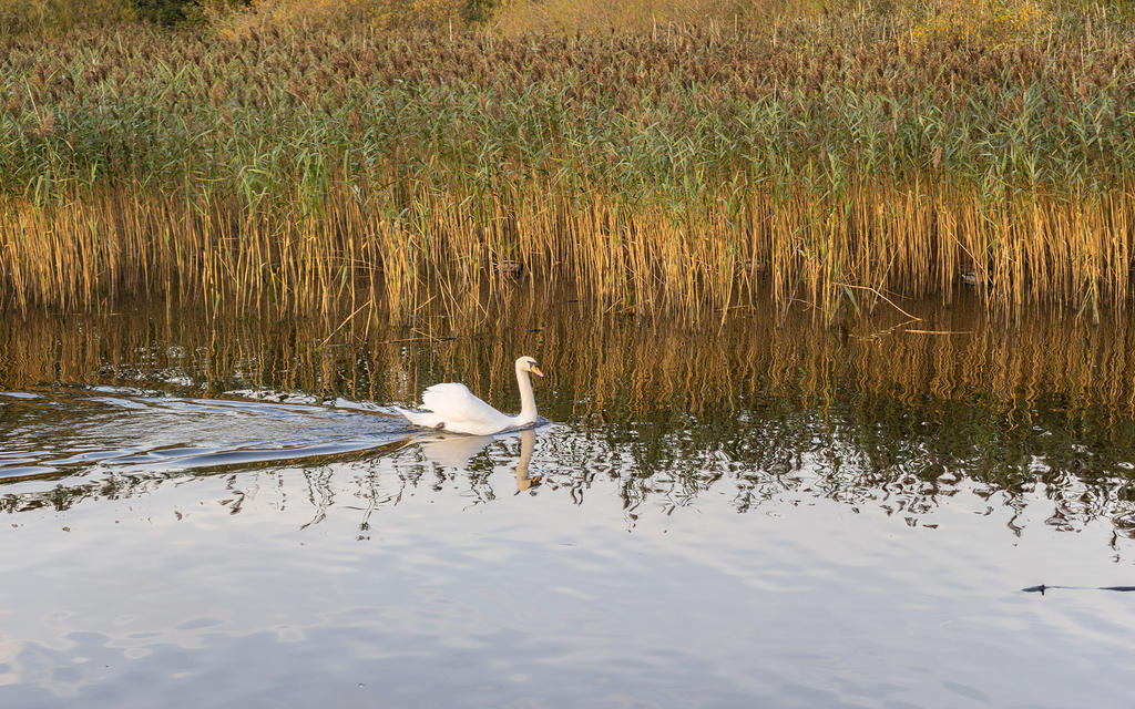 Swan and reeds