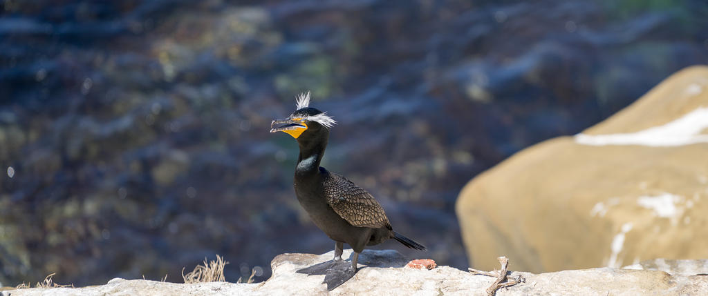 Double-crested Cormorant