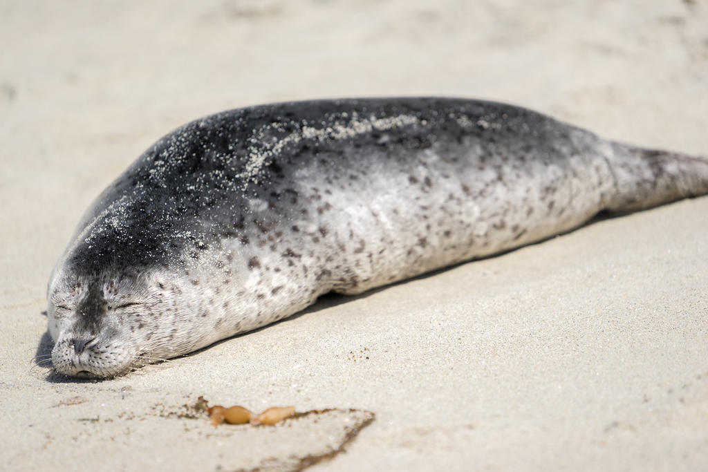 Sleeping harbor seal