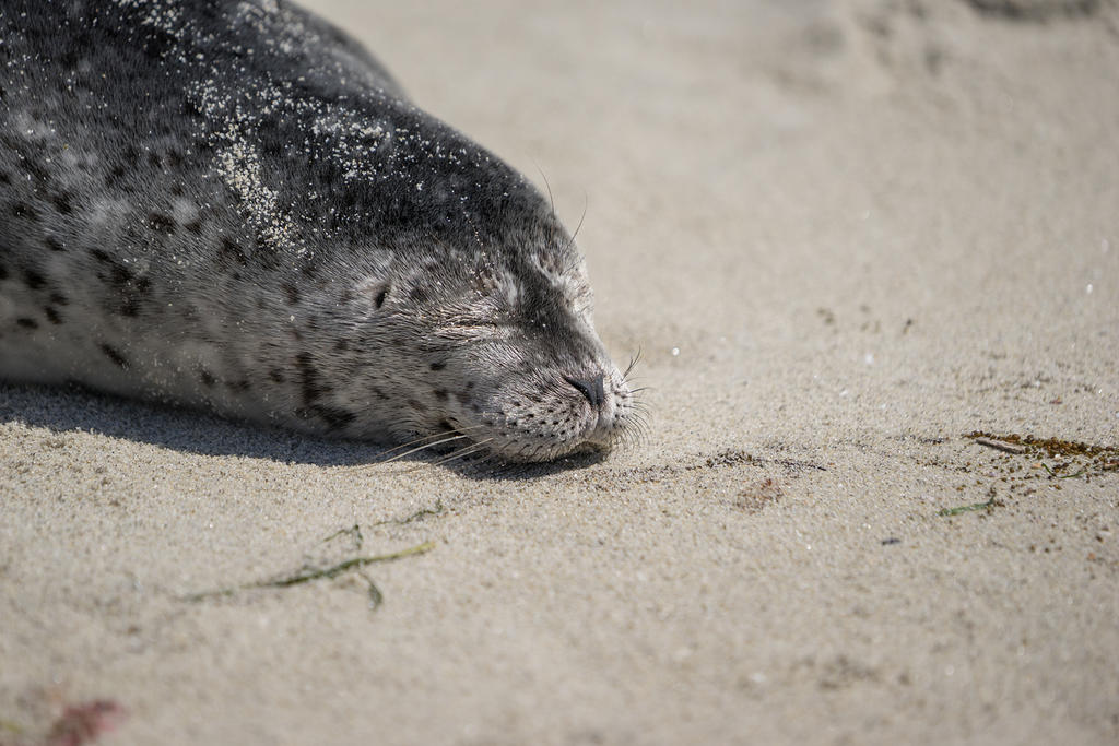 Sleeping harbor seal