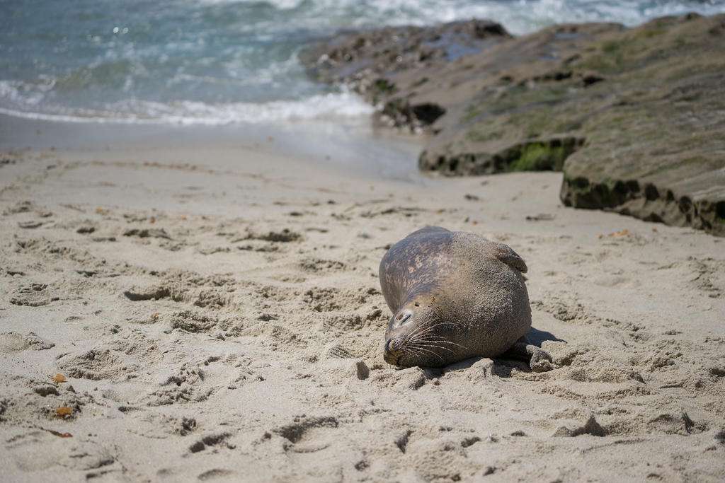 Sleeping harbor seals