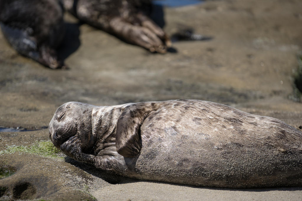 Harbor seal