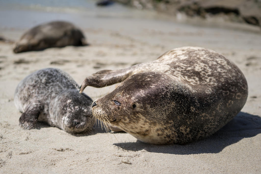 Harbor seal mom and pup