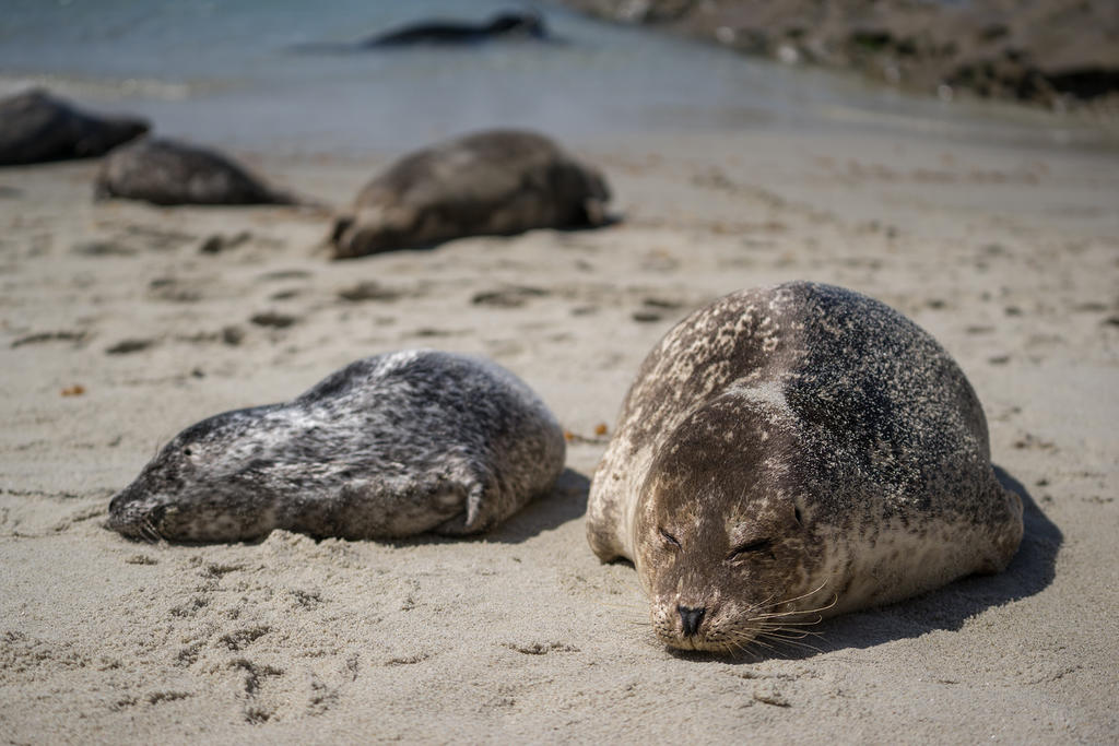 Harbor seal mom and pup