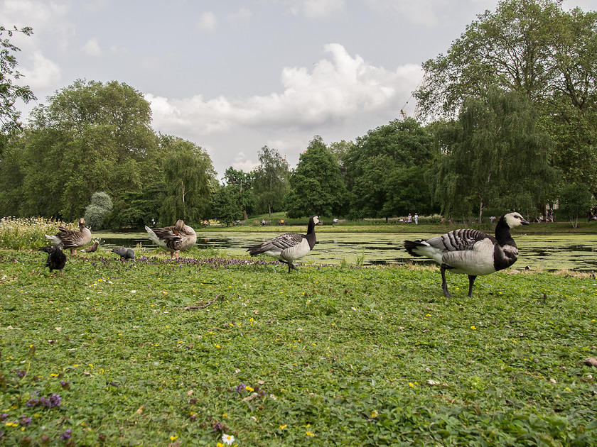 Ducks in St James Park