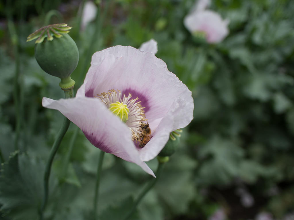 Bee in a poppy