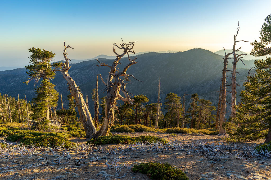 Limber Pines