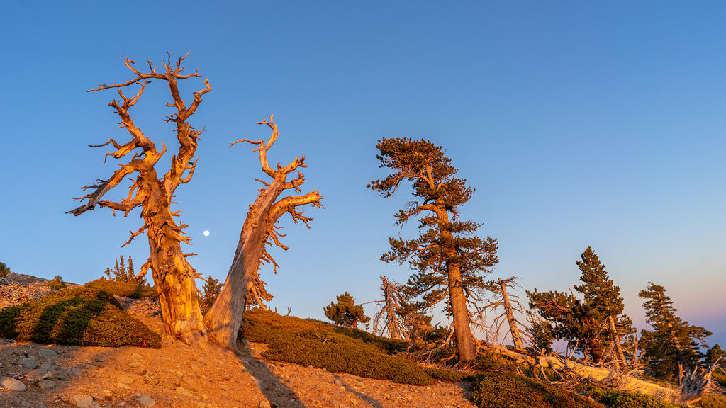 Moon and limber pines