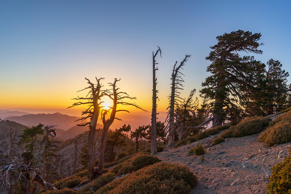 Limber pine sunset