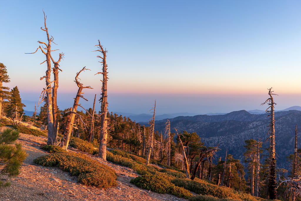 Limber pines