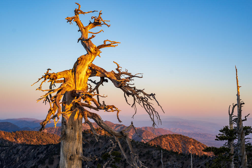 Limber pine