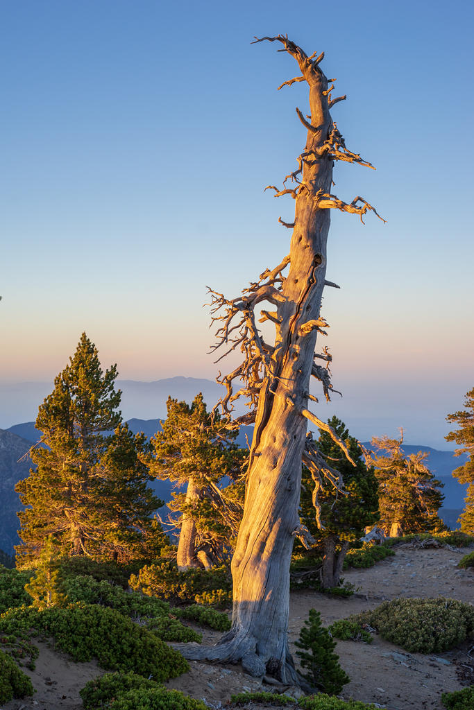 Limber pine