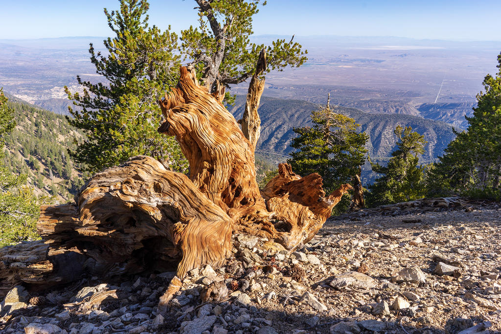 Limber pine