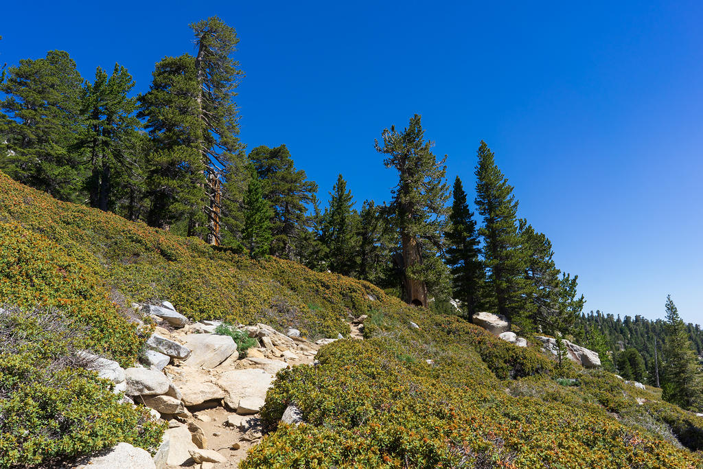 Mt. San Jacinto Summit Trail