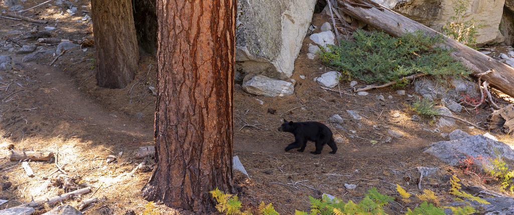 Black bear walking Rae Lakes Loop trail along Paradise Valley