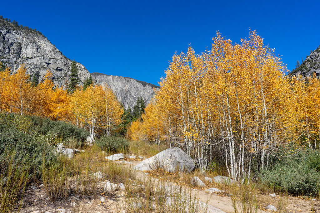 Paradise Valley yellow aspen