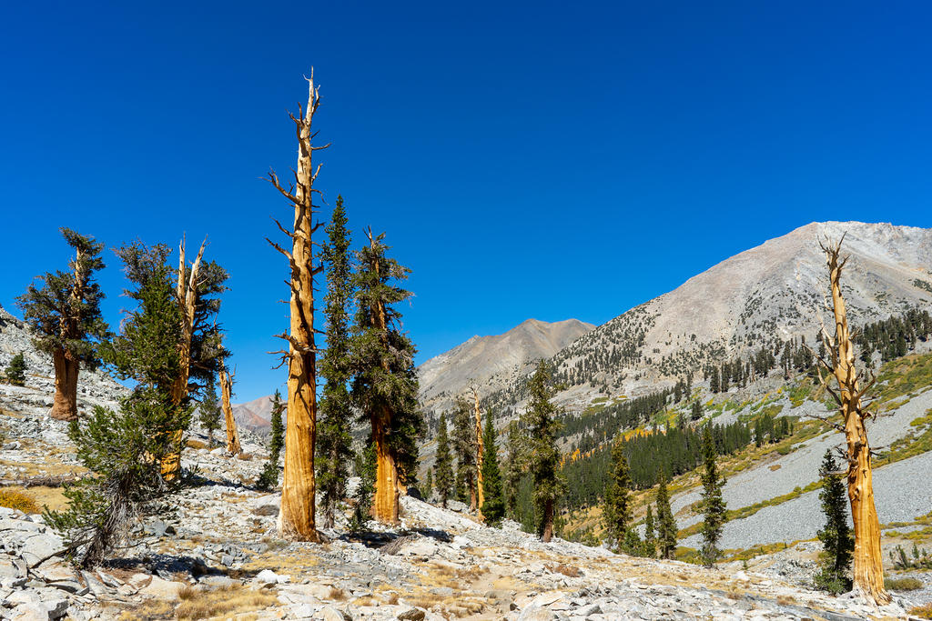 Limber Pines