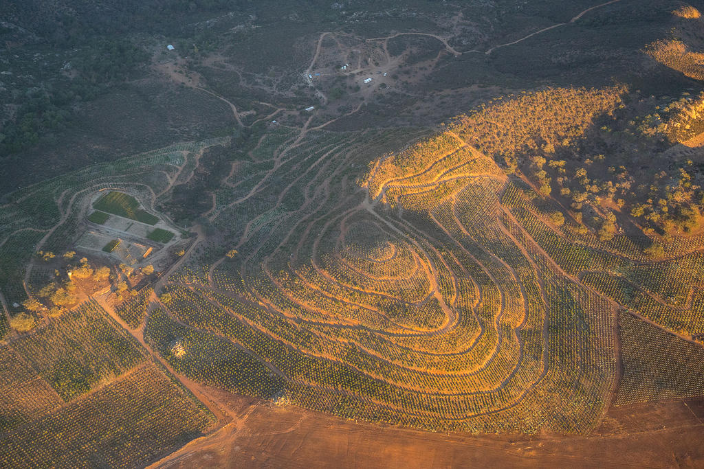 Hilltop plantings near Guejito Rd