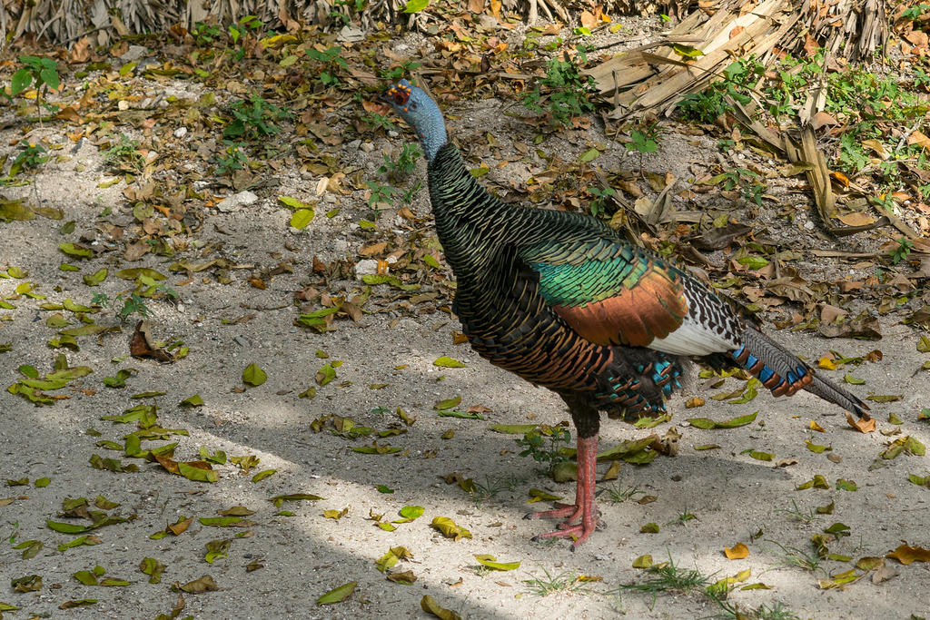 Ocellated turkey