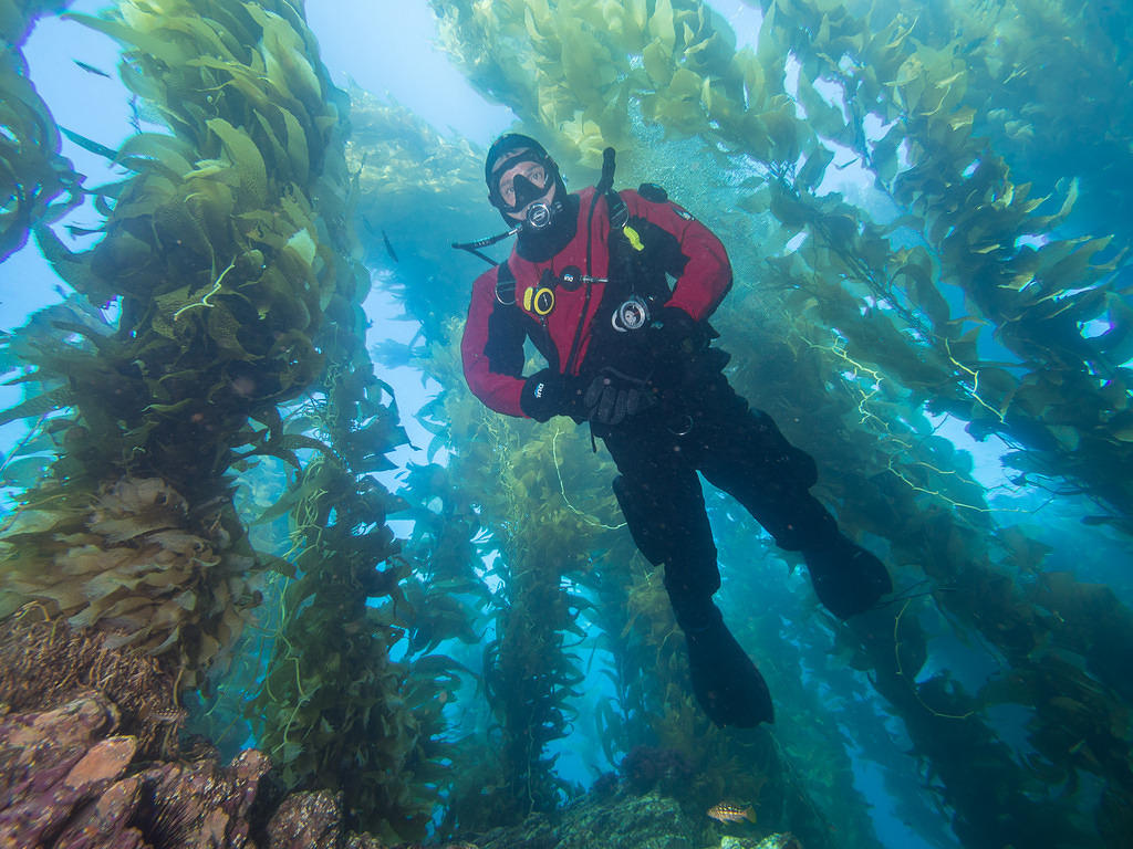 Pete diving in the kelp