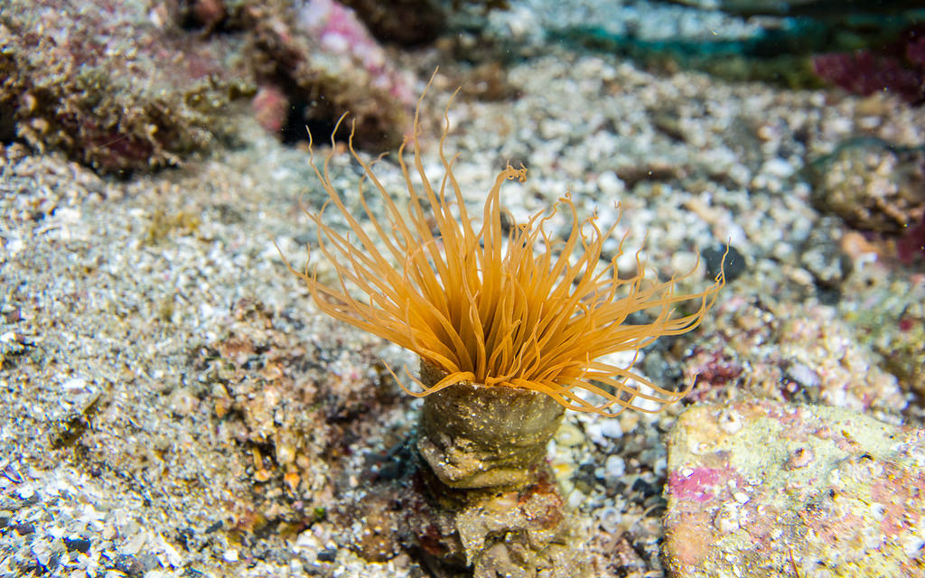 Orange tube dwelling anemone