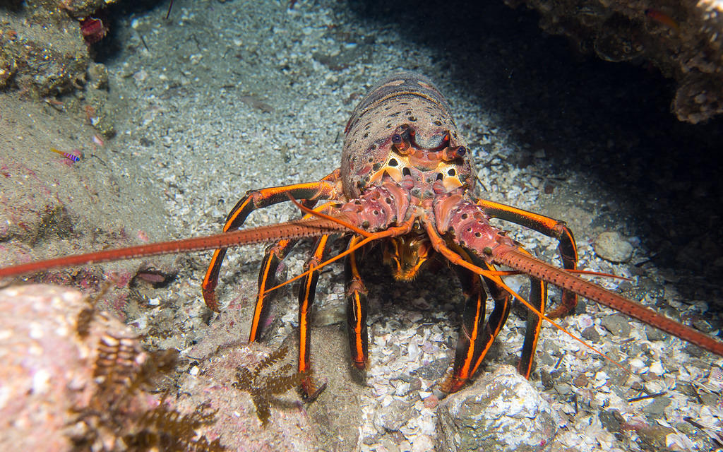 Curious lobster